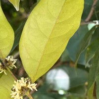 Chionanthus albidiflorus Thwaites
